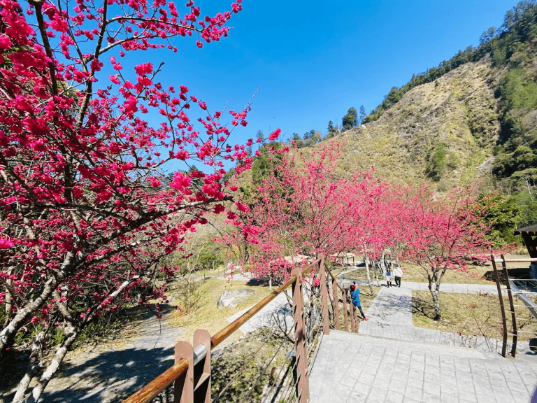 八仙山國家森林遊樂區櫻花季 每年2月下旬至3月中旬｜走進中台灣最夢幻的森林粉色秘境