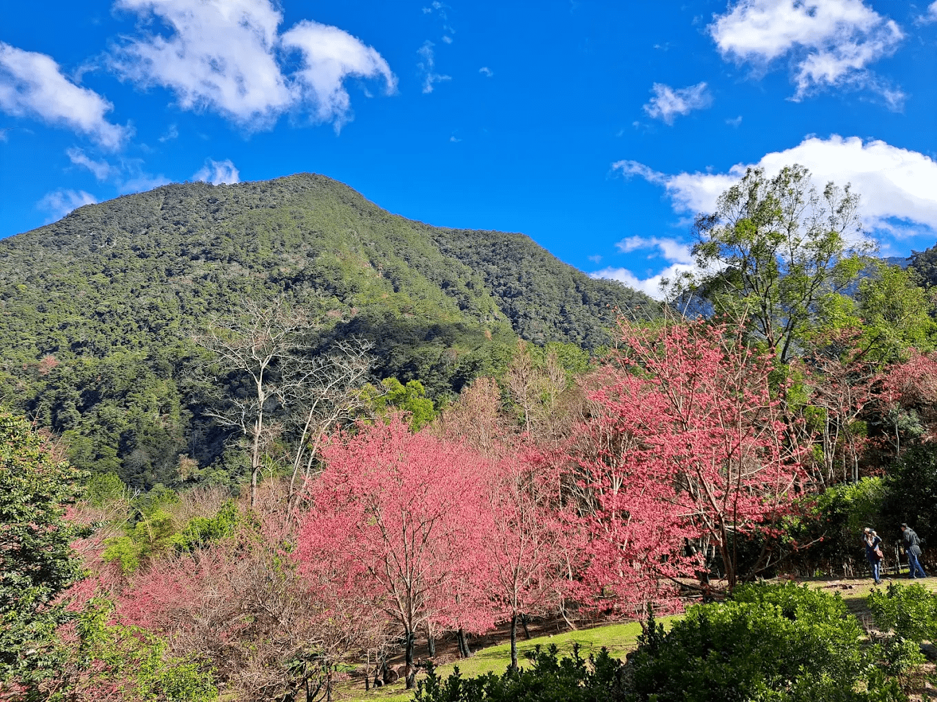 八仙山櫻花盛開，粉色花瓣與翠綠山林形成強烈對比，景色迷人。