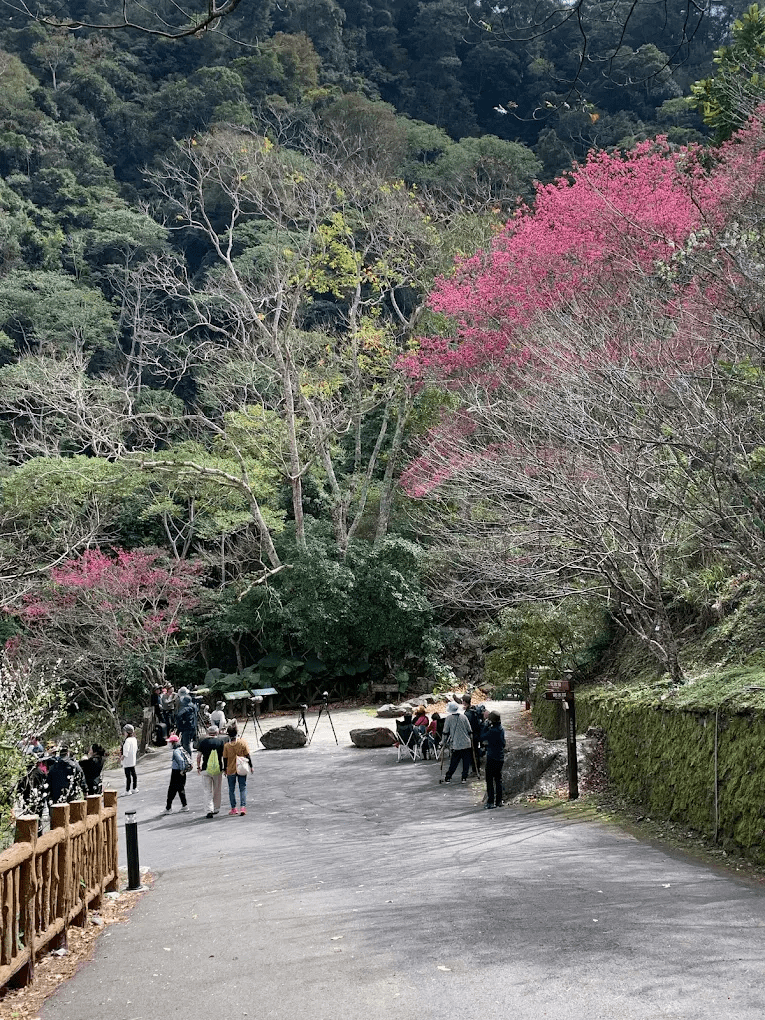 八仙山林道兩旁櫻花盛開，形成天然的粉紅隧道，遊客絡繹不絕。