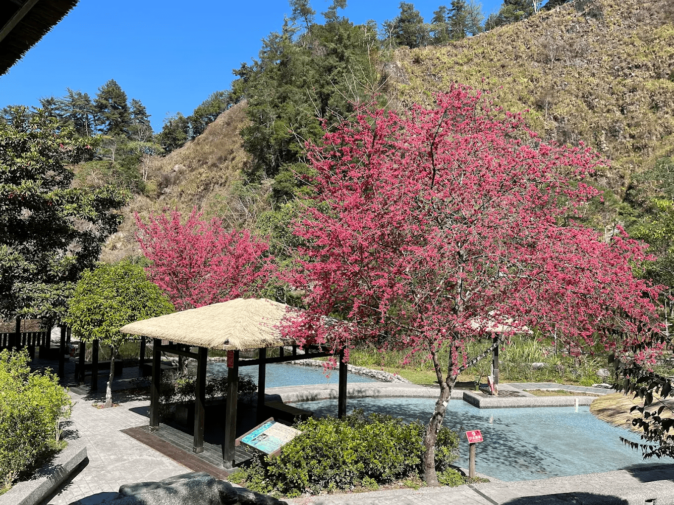 遊客在櫻花樹下漫步，享受春日的悠閒時光，畫面溫馨。