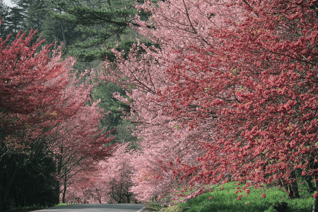 走進高山與雲霧之間，在武陵農場，看見台灣四季最溫柔也最壯闊的樣子