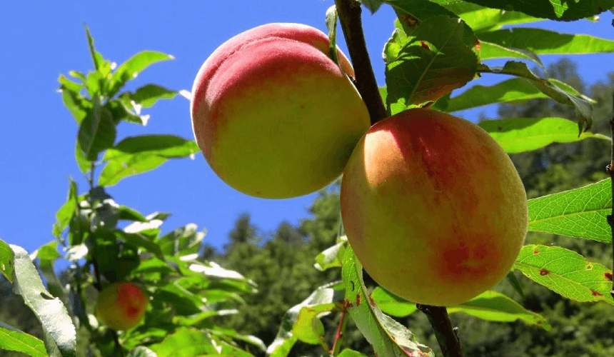 走進雲霧與花海交織的高山時光，武陵農場用四季更迭，收藏純粹的浪漫