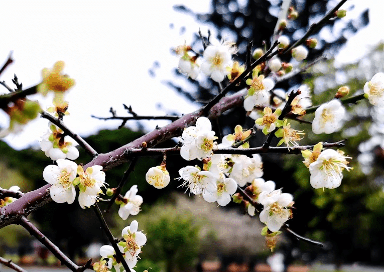 榮星花園公園櫻花季｜市中心就能遇見春天粉色花海的秘密花園