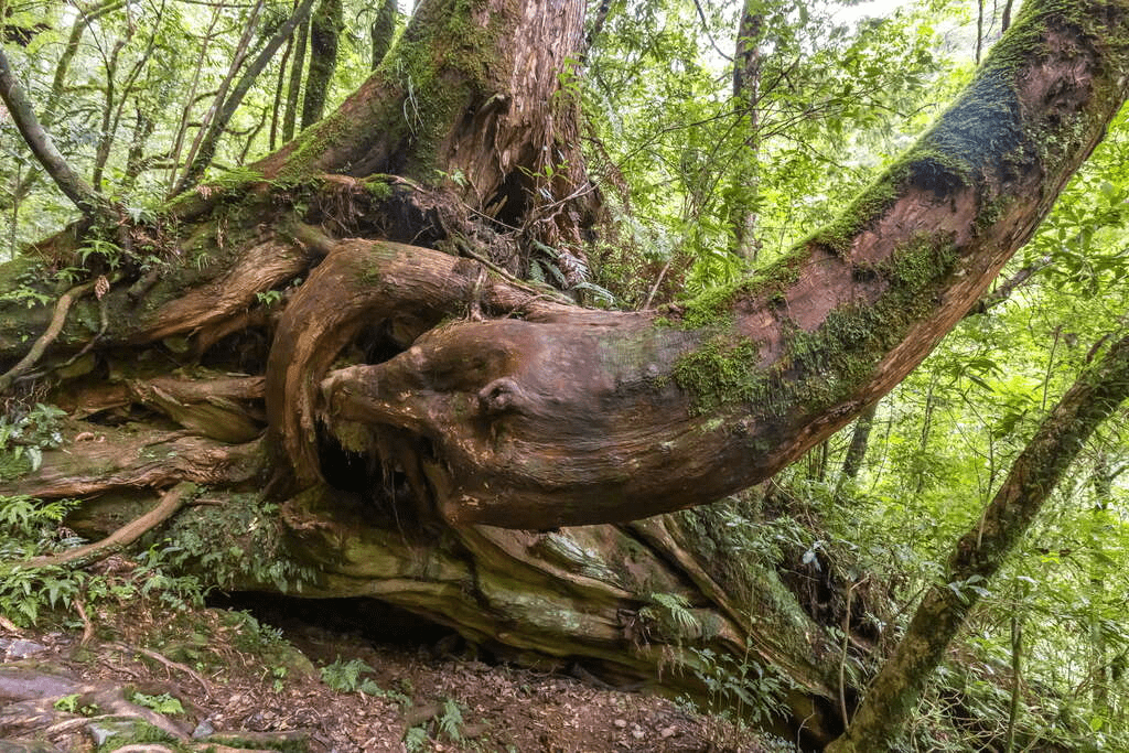 走進比時間更久的風景裡，拉拉山神木群步道，一段與千年紅檜同行的路