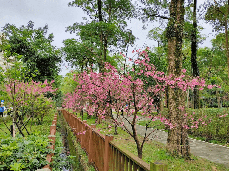 象山公園櫻花｜台北市中心就能遇見粉色花海的春日秘境（信義區信義路五段150巷）