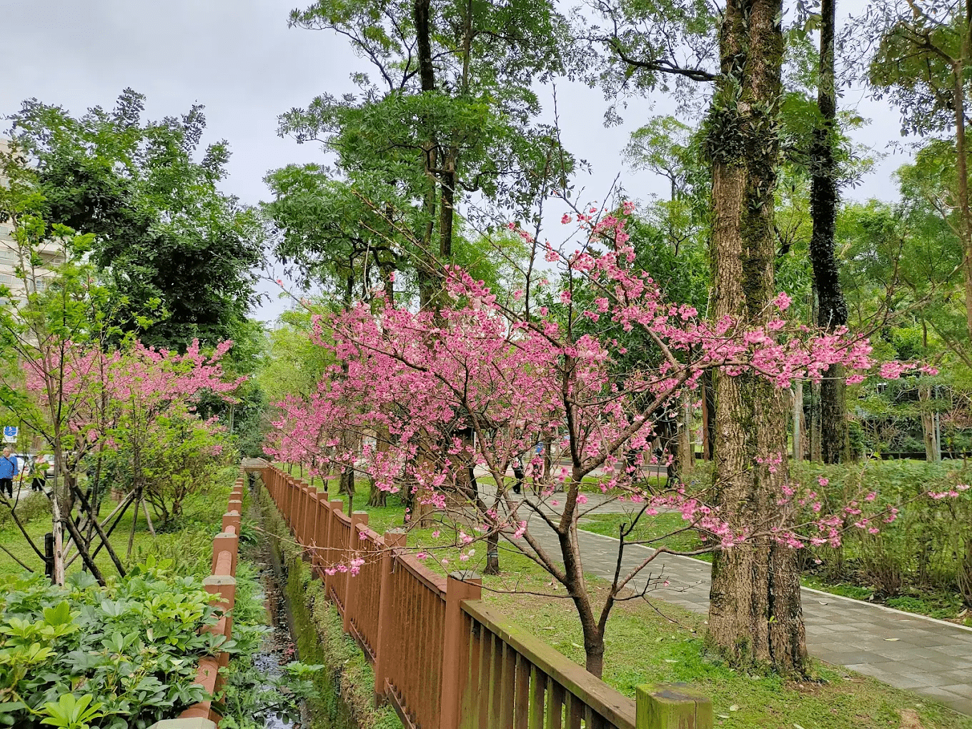象山公園櫻花｜台北市中心就能遇見粉色花海的春日秘境（信義區信義路五段150巷）