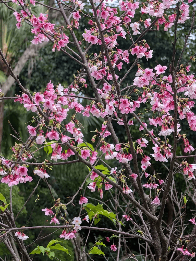 象山公園櫻花近景