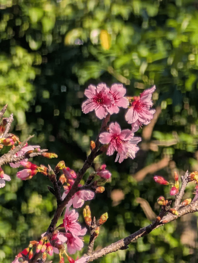 象山公園步道美景