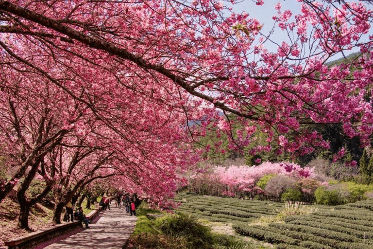 武陵農場|臺中觀光旅遊網