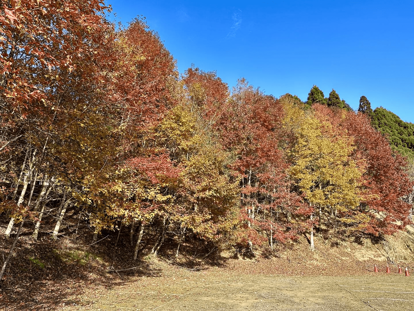 沿著山路往新竹五峰前進，在山上人家森林農場住進森林深處，感受雲霧流動的片刻寧靜