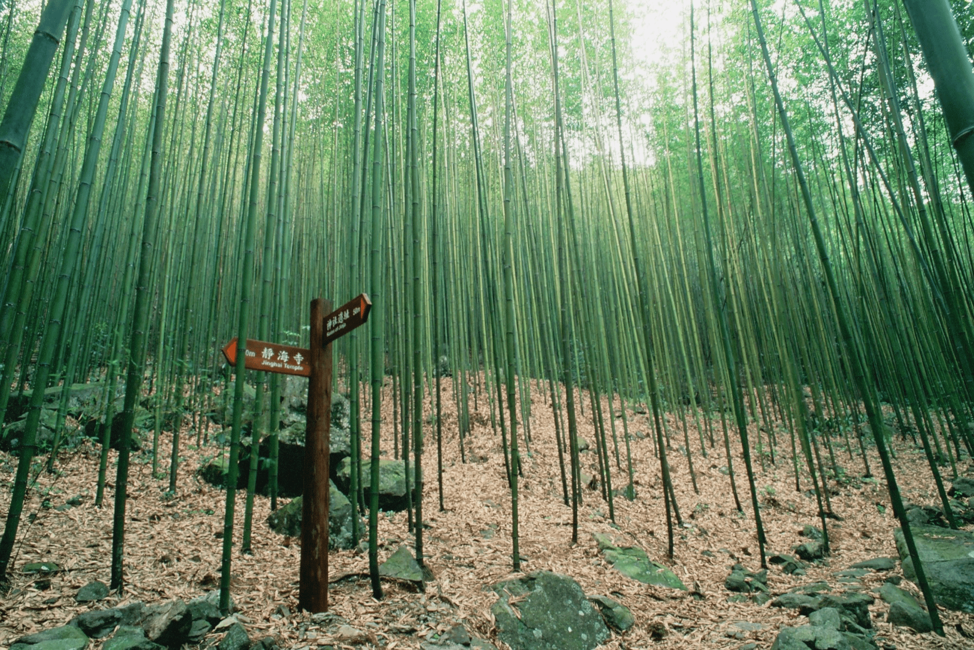 當腳步放慢山霧升起，在八仙山國家森林遊樂區遇見最剛好的避暑與安靜