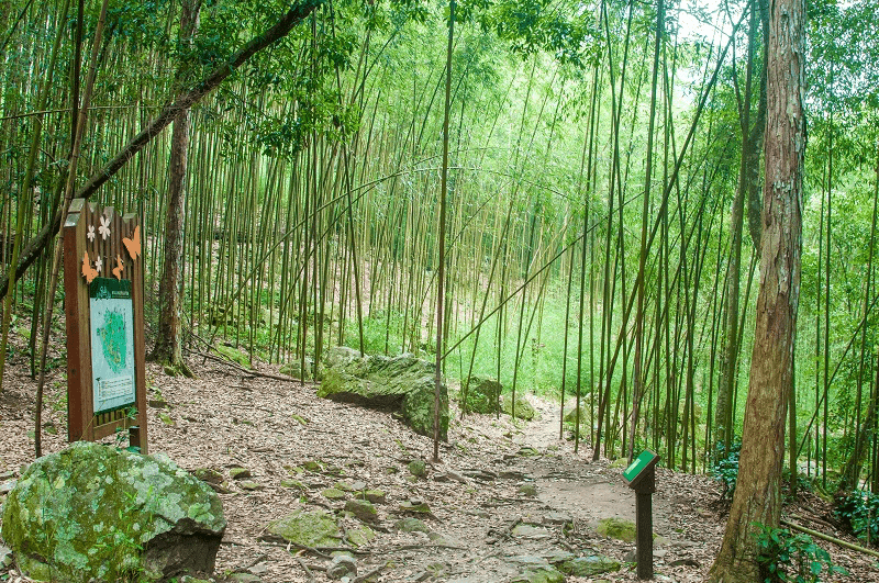當腳步放慢山霧升起，在八仙山國家森林遊樂區遇見最剛好的避暑與安靜