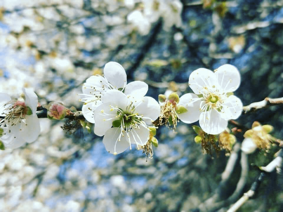 在冬末的角板山，梅花沿山坡盛開，花香隨風流動，靜靜迎接初春的腳步