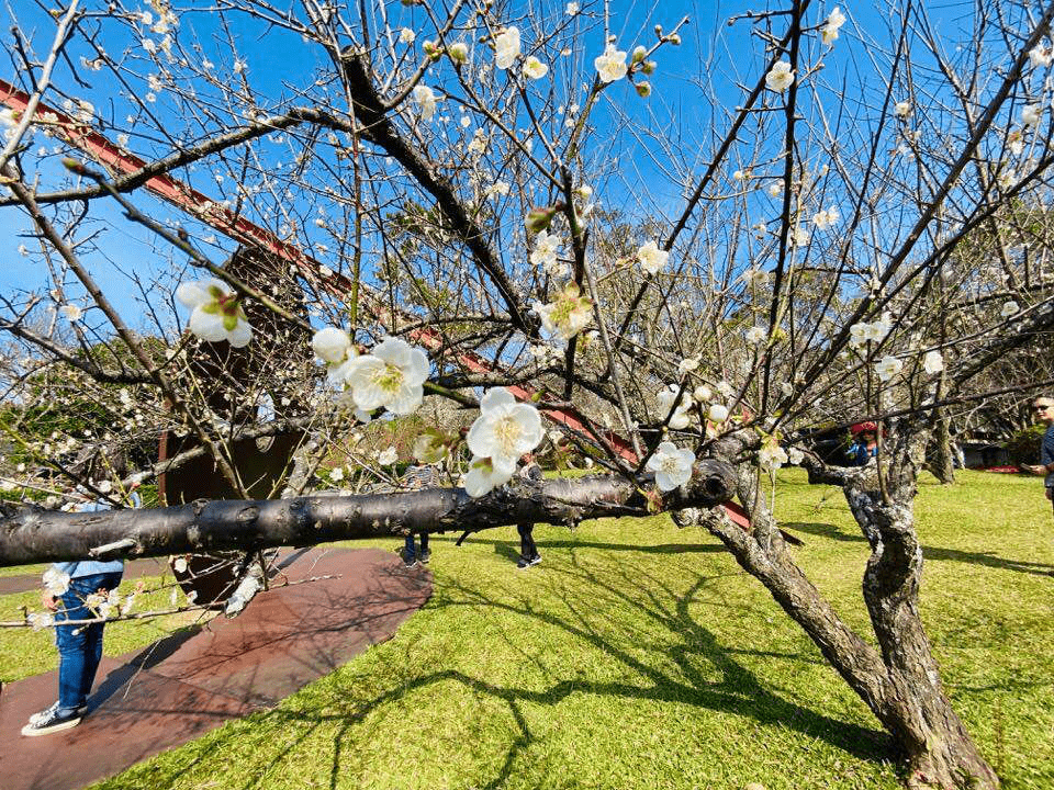 在冬末的角板山，梅花沿山坡盛開，花香隨風流動，靜靜迎接初春的腳步