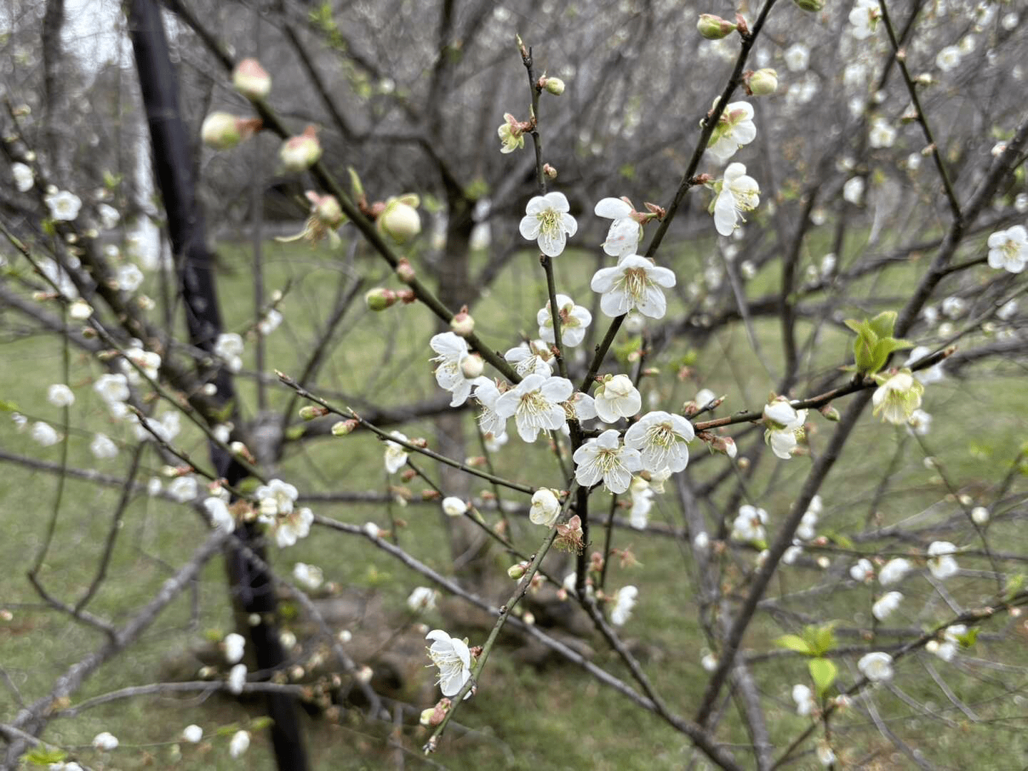 在冬末的角板山，梅花沿山坡盛開，花香隨風流動，靜靜迎接初春的腳步