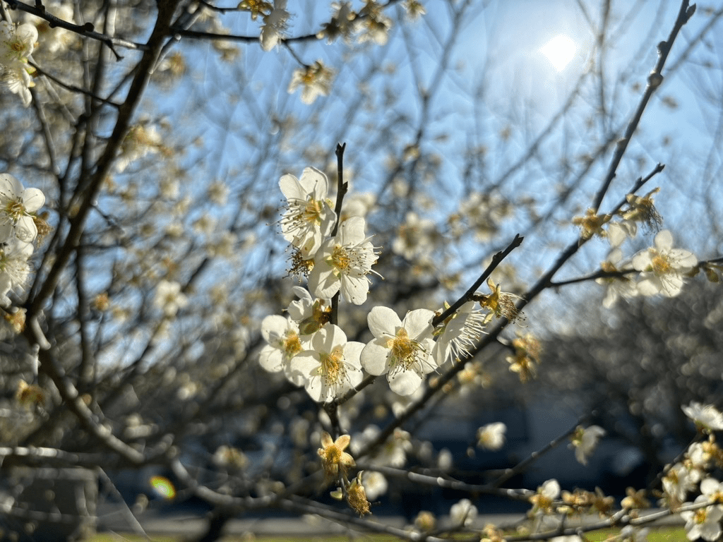 在冬末的角板山，梅花沿山坡盛開，花香隨風流動，靜靜迎接初春的腳步