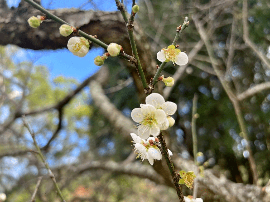在冬末的角板山，梅花沿山坡盛開，花香隨風流動，靜靜迎接初春的腳步