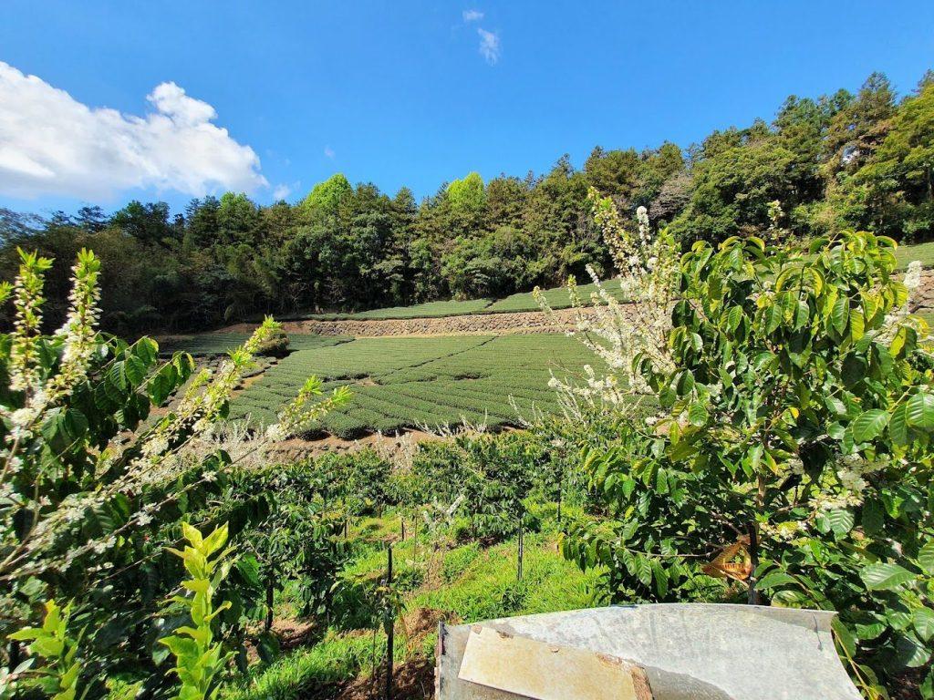 掌聲響起民宿外觀