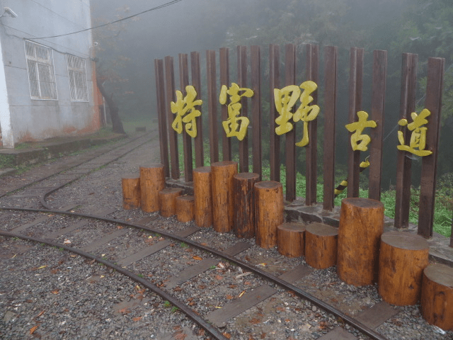 走進嘉義阿里山特富野古道，從平緩鐵道一路延伸到更深的森林層次
