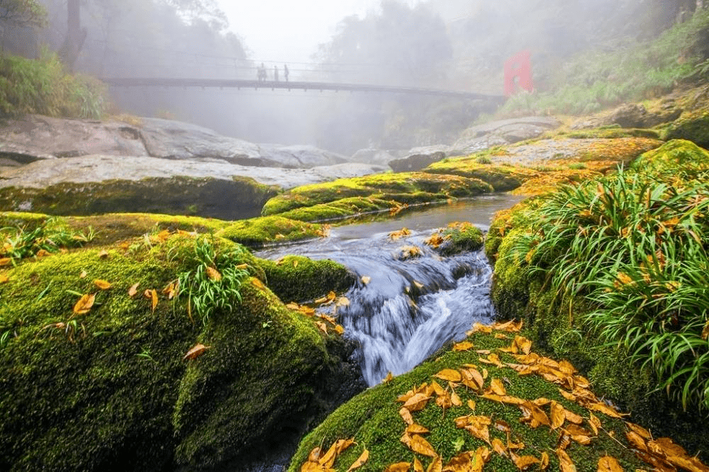 順著林蔭前行來到杉林溪，在瀑布水聲與花季色彩中感受山裡的節奏
