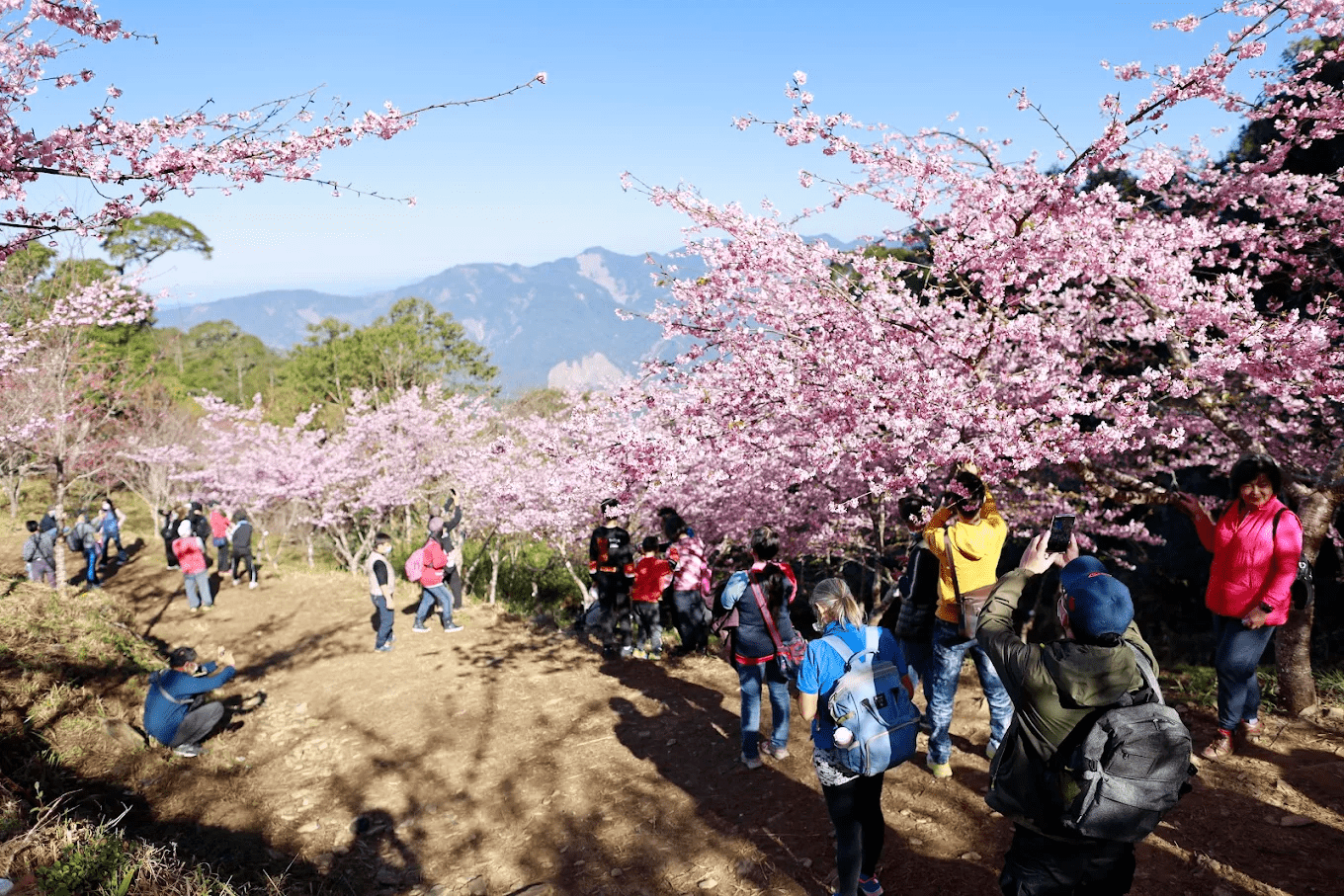高雄最夢幻高山櫻花秘境！寶山二集團櫻花公園粉紅花海＋雲海仙境一次收