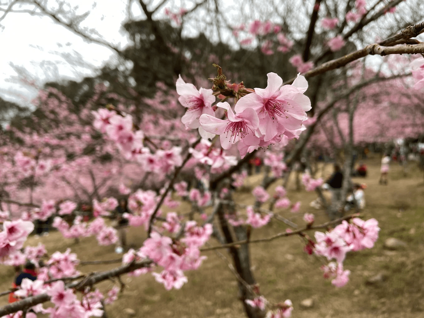 每逢冬末春初，寶山二集團櫻花公園便會化身為粉紅仙境，吸引無數遊客上山朝聖。