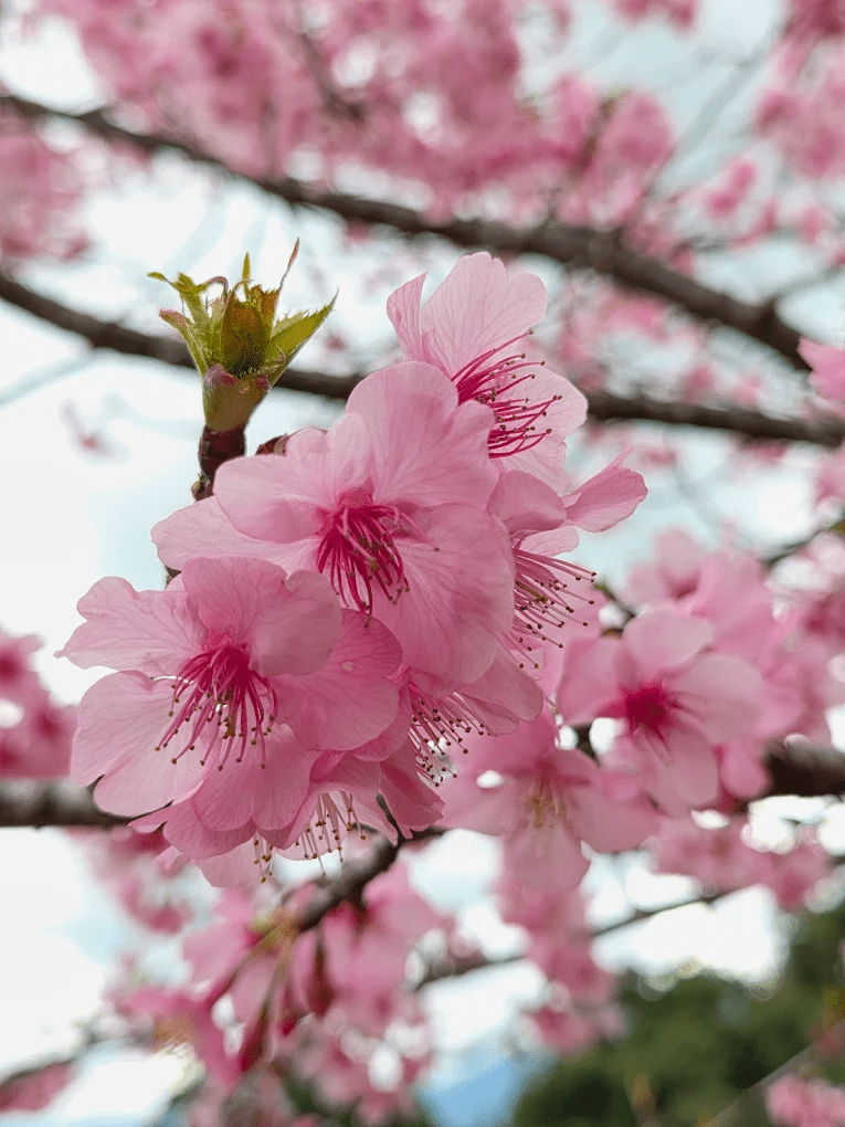 不同品種的櫻花接力盛開，創造出深淺不一的粉色層次感。