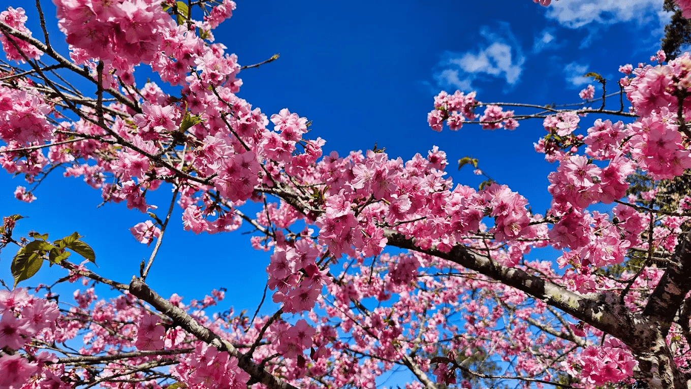 掌握好花期時間，就能避開撲空的遺憾，盡情享受粉色世界的洗禮。
