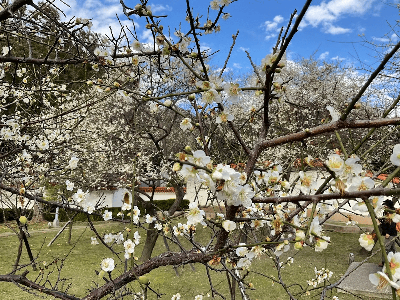 🌸 台北市區就能賞梅！志成公園梅花盛開中，士林官邸對面超好拍