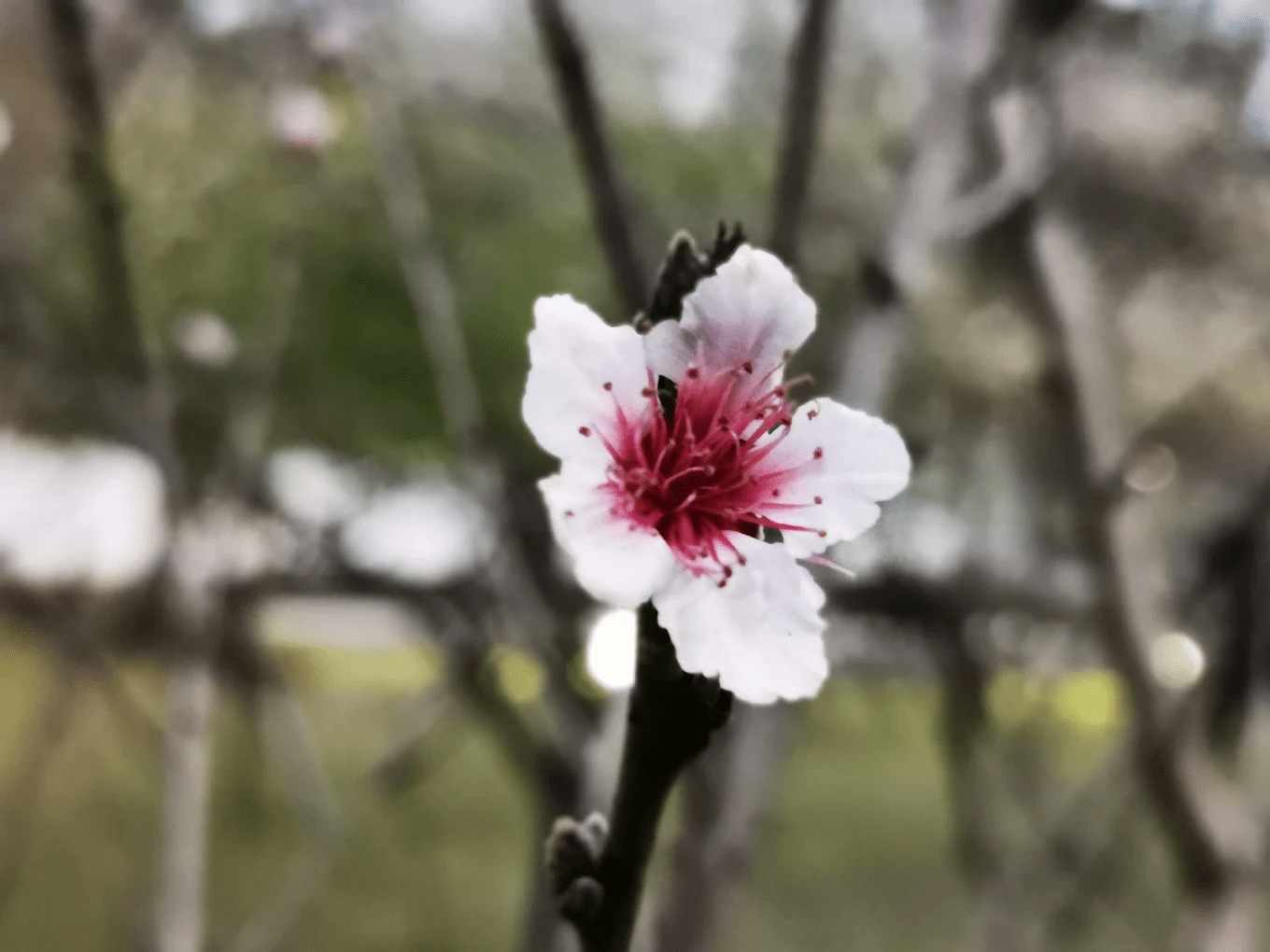 陽光灑落在盛開的梅樹上，枝頭滿是潔白花朵，充滿生命力。