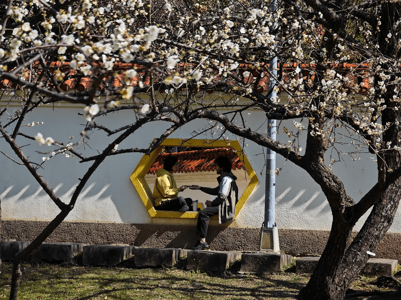 透過中式幾何窗格拍攝梅花，形成如畫框般的絕美構圖。