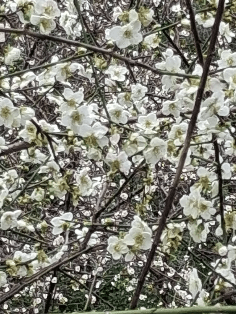 近距離欣賞梅花，花瓣晶瑩剔透，展現冬季植物的堅韌之美。