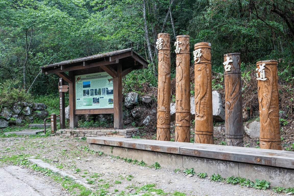 霧氣在林間流動的午後，沿著阿里山特富野古道行走，每一步都更靠近森林深處