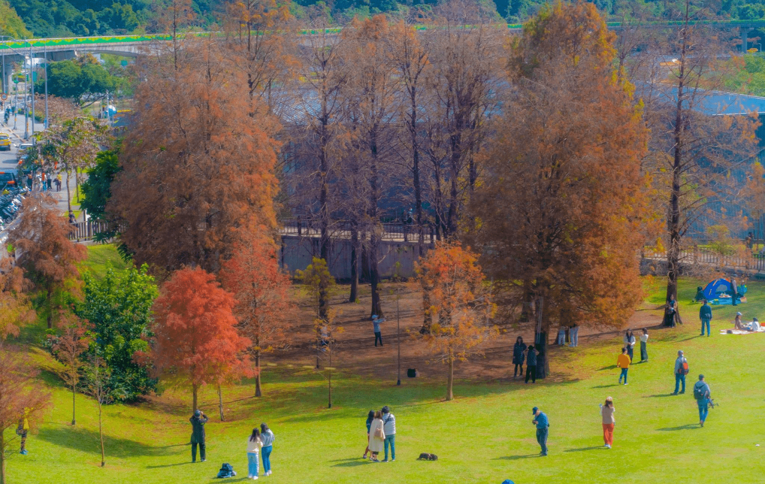 沿著湖岸走進內湖大湖公園，錦帶橋倒影、落羽松與親子野餐交織的日常風景