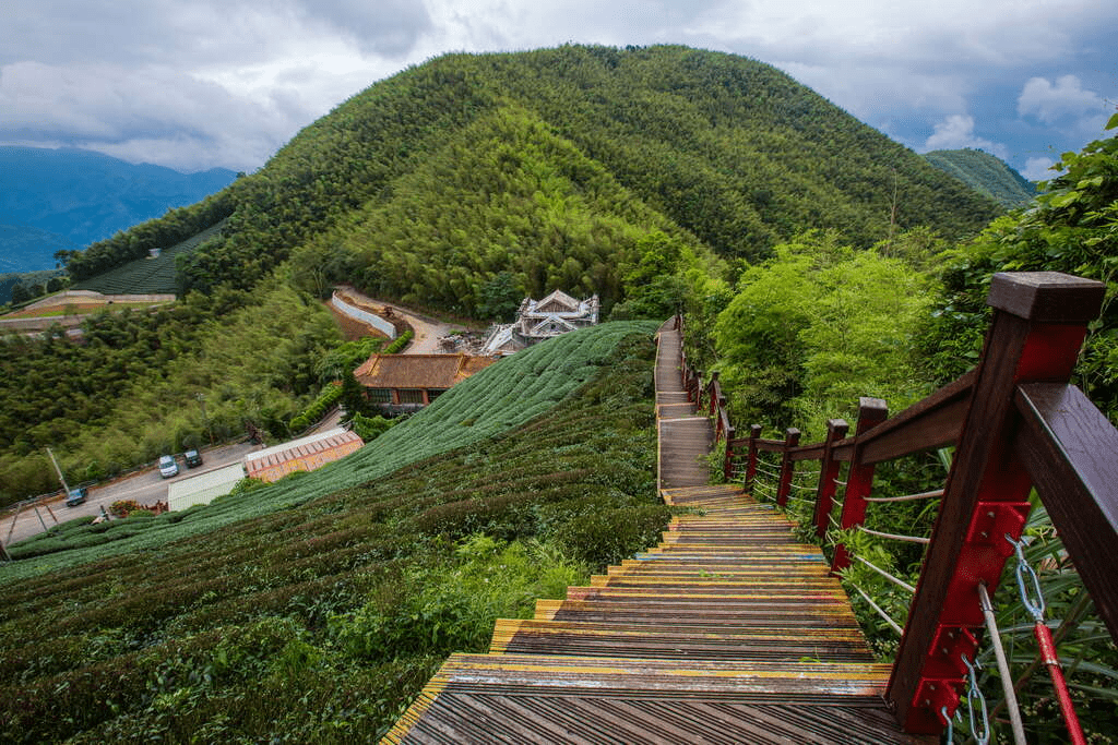 沿著山路轉進嘉義梅山，在茶園與太平雲梯之間走一段被雲海包圍的午後時光