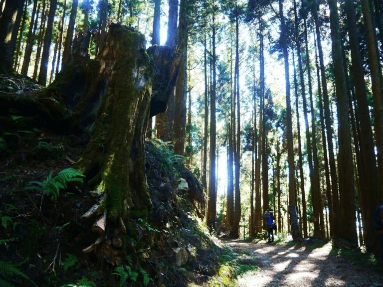 🌿 阿里山最美水管秘境步道！石山引水道宛如走進森林探險電影場景