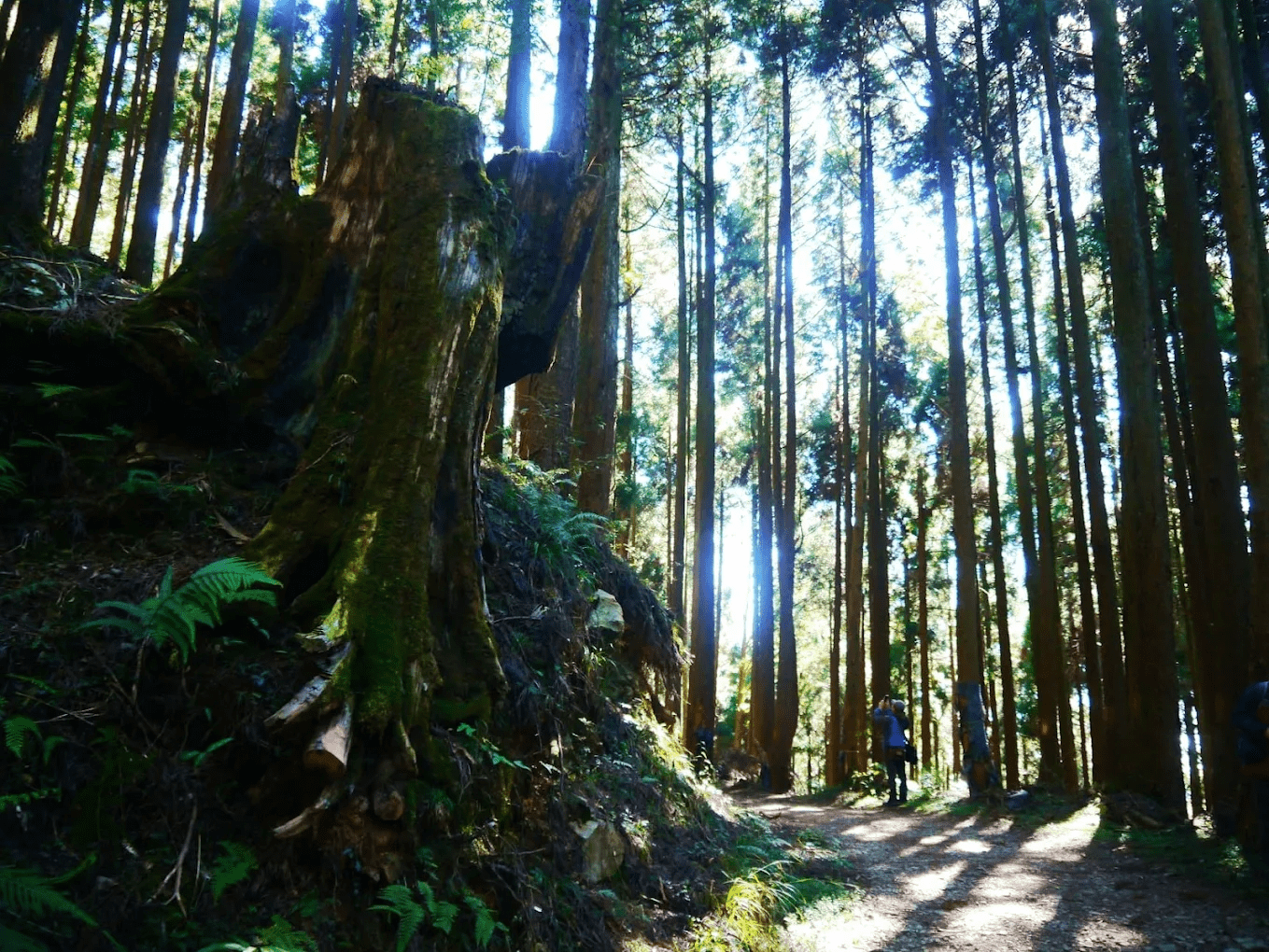 🌿 阿里山最美水管秘境步道！石山引水道宛如走進森林探險電影場景