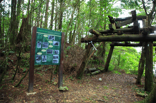 清晨沿著林間步道慢慢前行,在八仙山國家森林遊樂區感受一趟不急不趕的山林行程