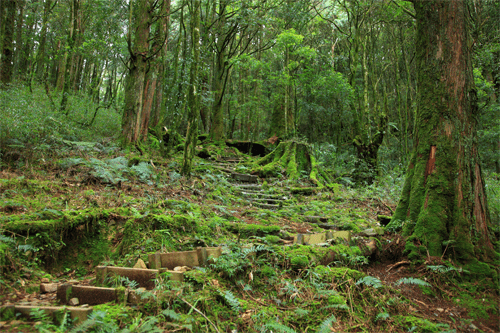清晨沿著林間步道慢慢前行,在八仙山國家森林遊樂區感受一趟不急不趕的山林行程