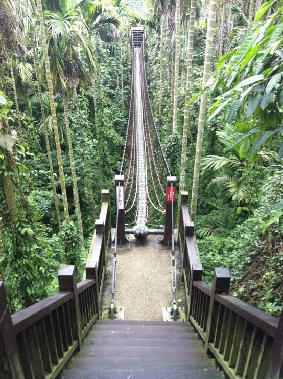 沿著古坑華山向上走過華山情人橋與小天梯，在森林包圍裡感受空氣與高度的流動