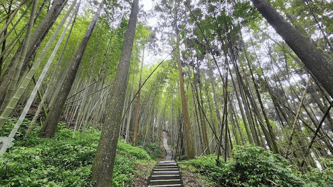 當雲霧在阿里山山城散開，奮起湖老街用鐵道便當與木屋街景留住旅人的腳步