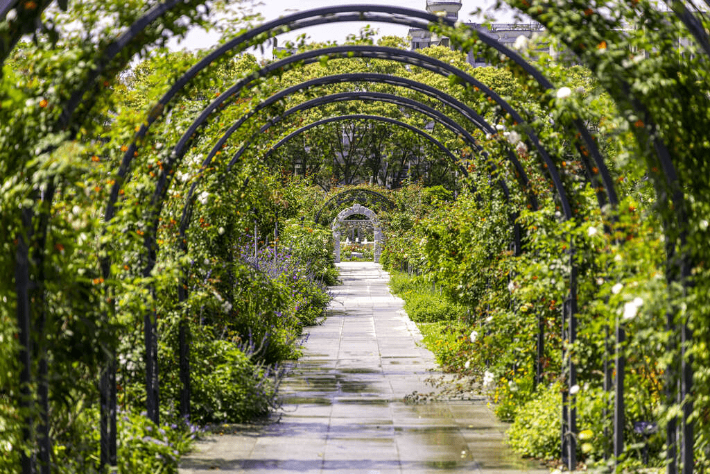 花博新生公園中的玫瑰園景觀