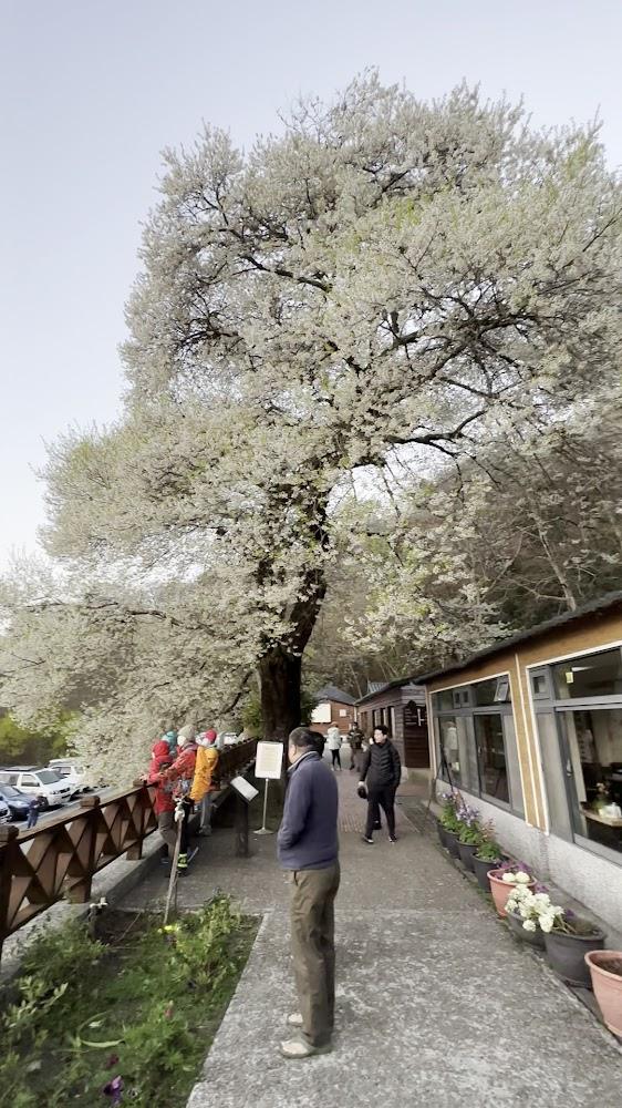 2026 避暑秘境首選！走進觀霧山莊：海拔二千公尺的雲端旅宿，朝聖 80 歲霧社櫻王與壯闊聖稜線