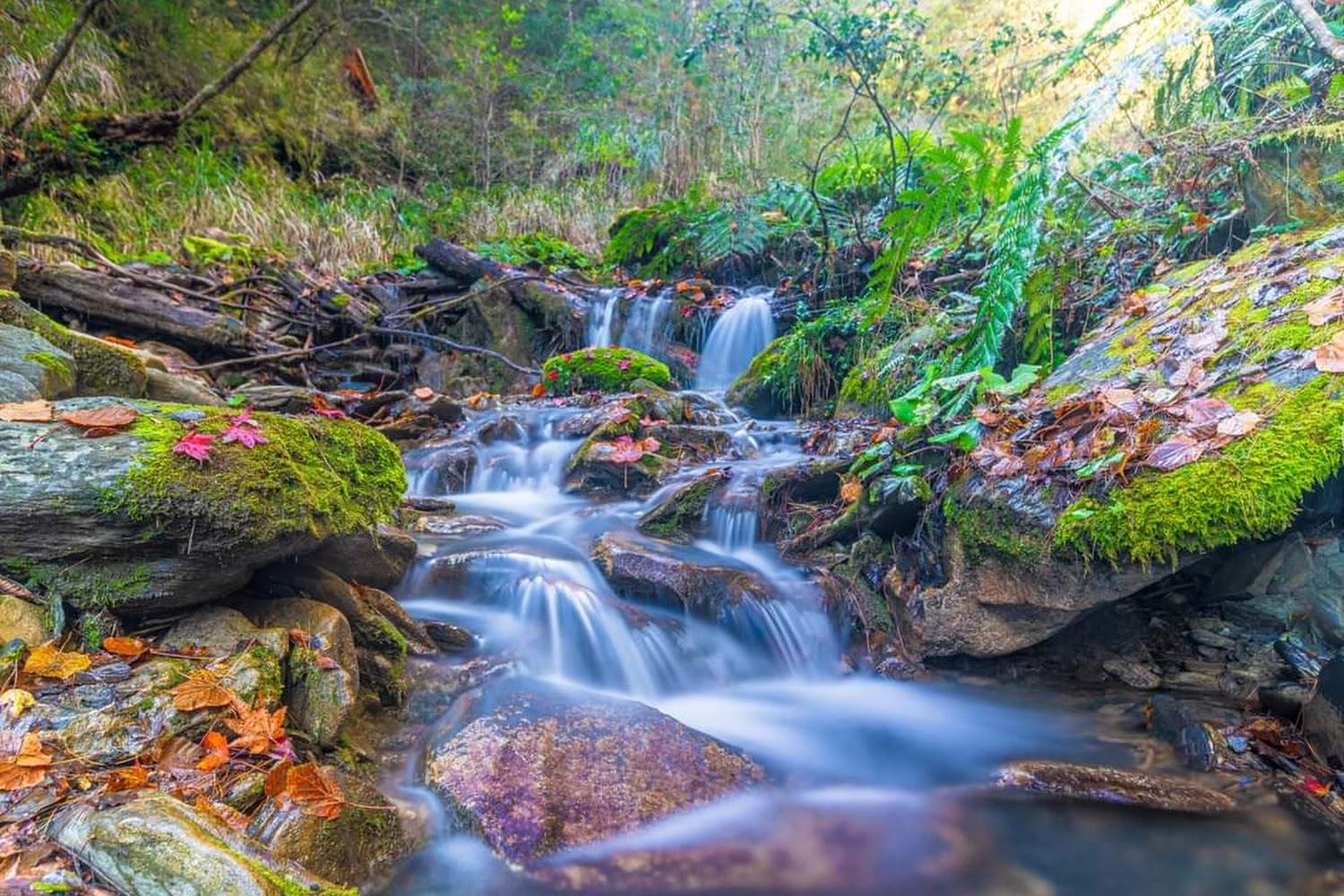 2026全台賞楓熱點攻略：奧萬大、福壽山與楓紅谷等五大必訪秘境總整理