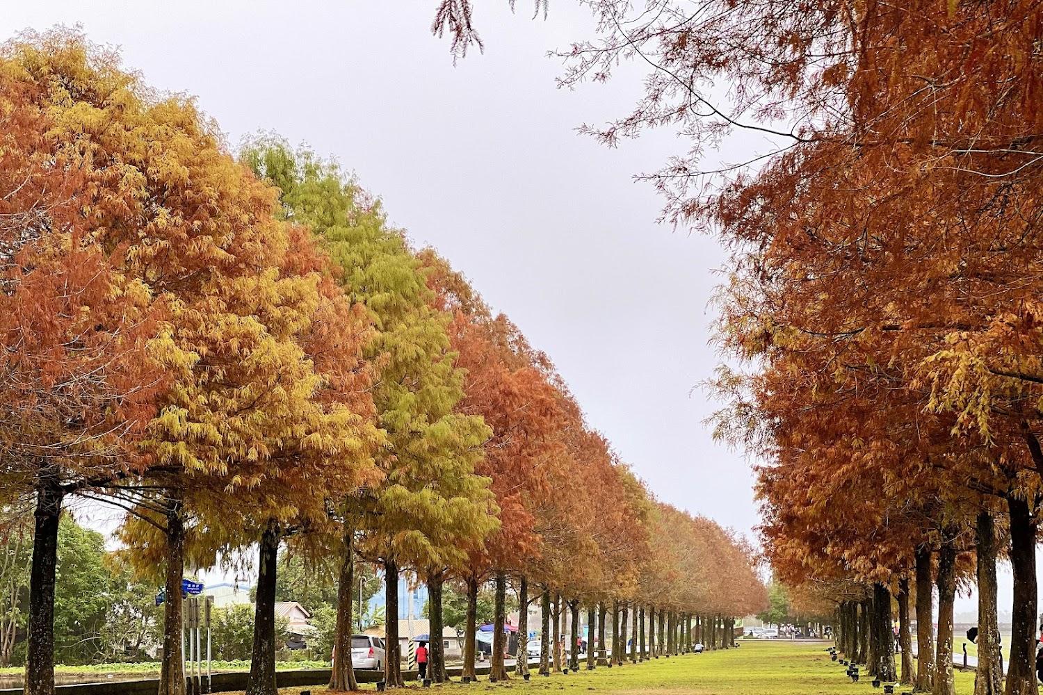 2026深秋宜蘭「小歐洲」染金！安農溪落羽松絕美轉紅，順遊豆腐岬、南方澳慢活攻略