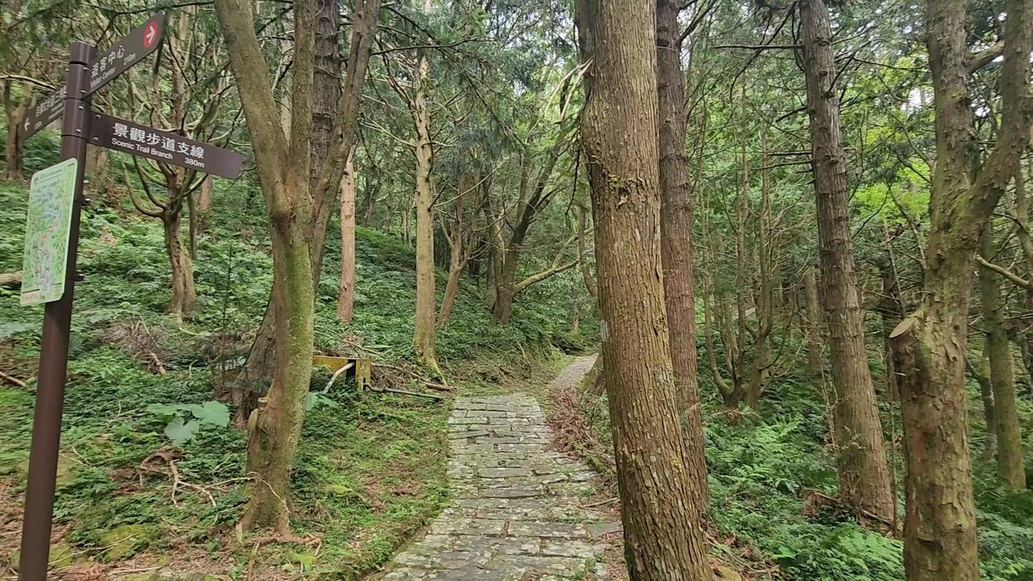 2026桃園東眼山森林遊樂區全攻略：沉浸柳杉林芬多精，登主峰遠眺台北101的療癒之行