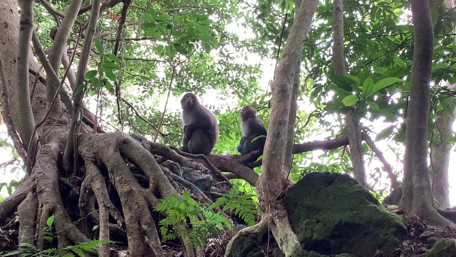 2026 台北必訪！天母古道親山步道：漫步百年水管路，與台灣獼猴共賞都市森林祕境