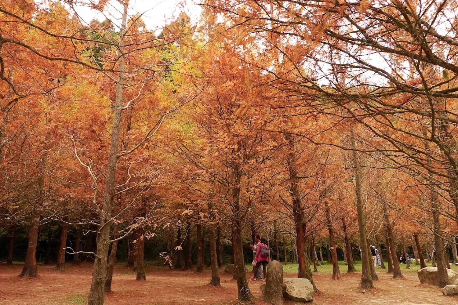 杉林溪｜杉林溪深度指南：走進雲霧森林與黃金水杉林的療癒之旅