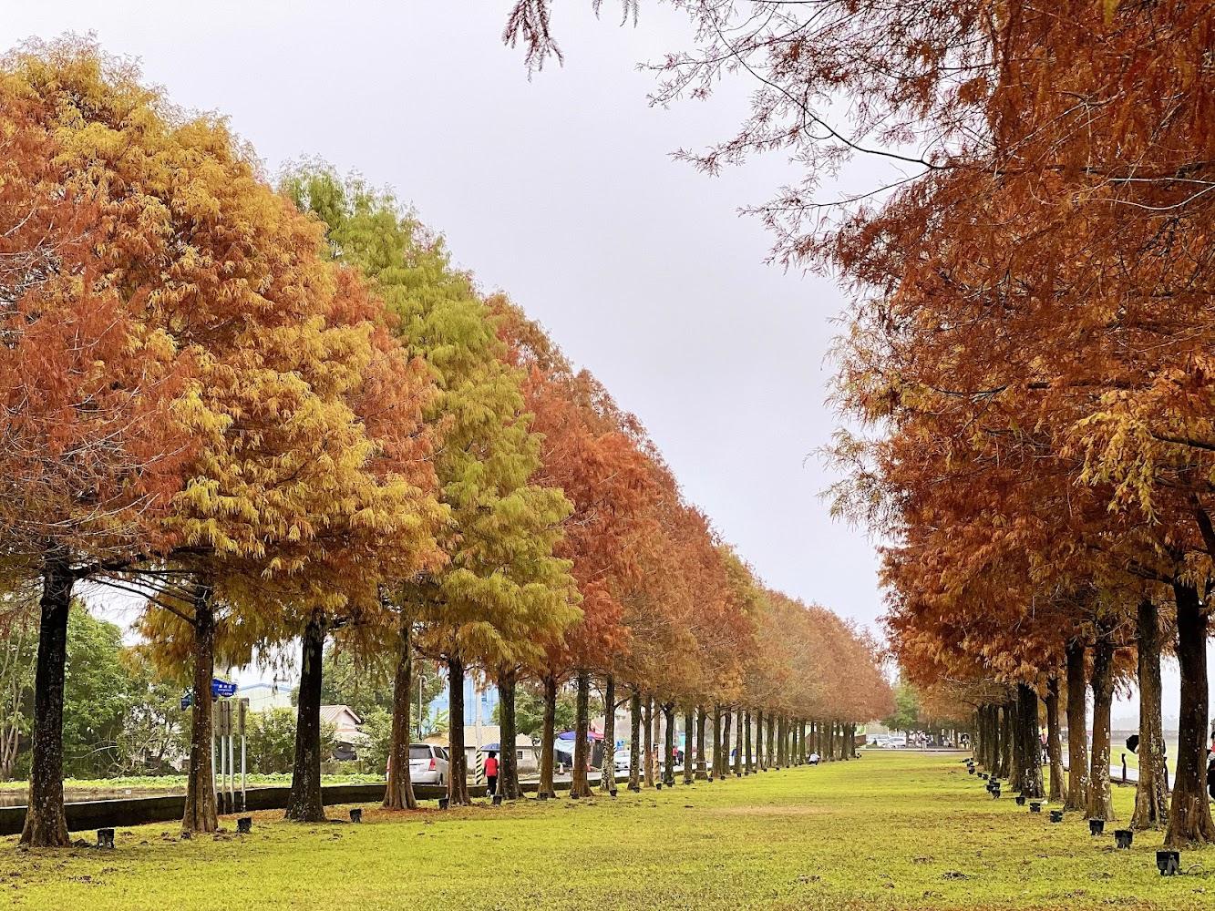 2026宜蘭秋日散策｜安農溪落羽松金紅大道、南方澳海派風情，4大絕美景點深度遊