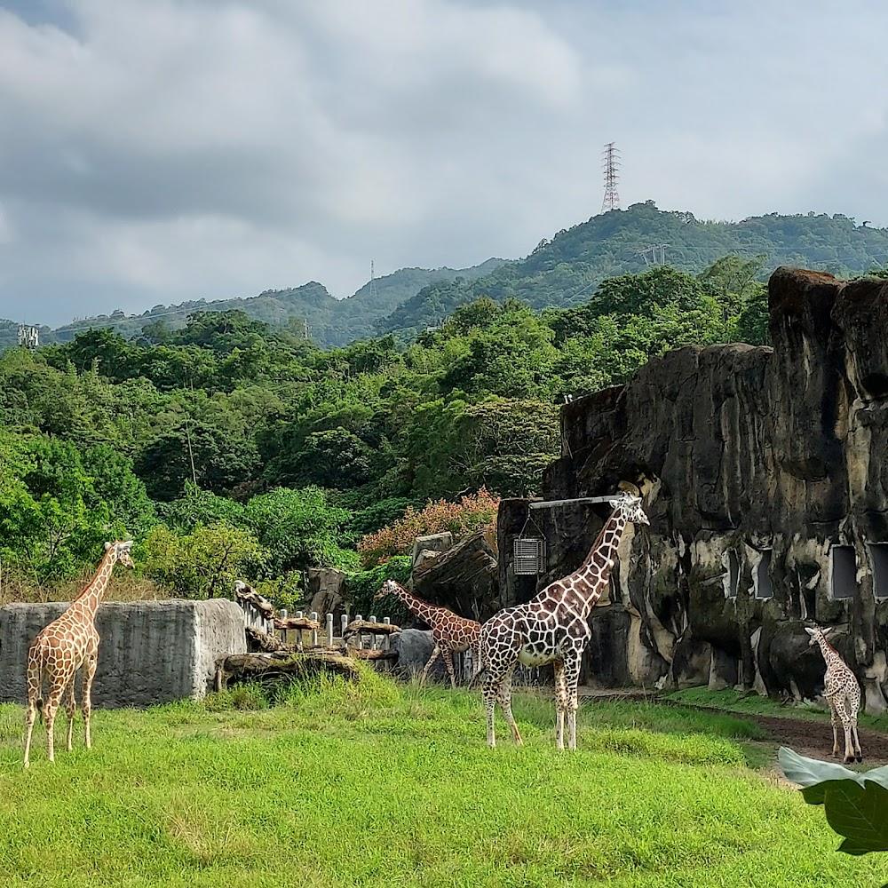 2026 臺北市立動物園攻略：親子必訪的城市綠洲，沈浸式雨林與非洲草原探險